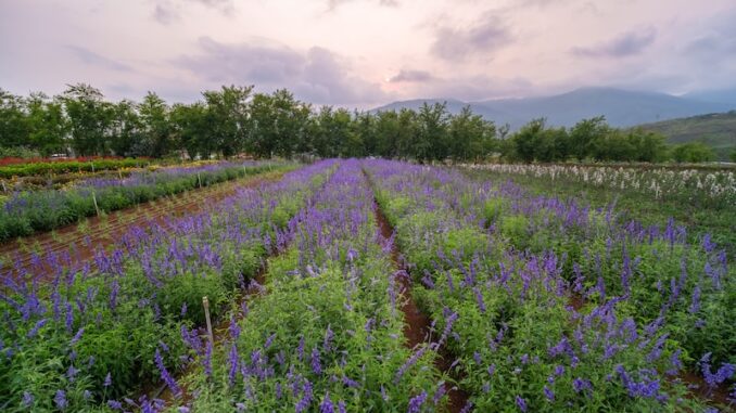 uploaded-image-nusaybinde-konaklama-secenekleri-1697468584947